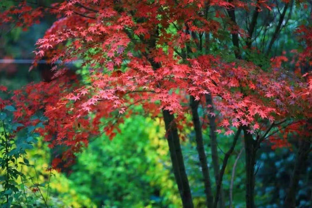 嘉陵江源头:深秋时节枫叶红 嘉陵江源头:深秋时节枫叶红