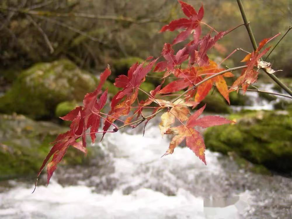 嘉陵江源头:深秋时节枫叶红 嘉陵江源头:深秋时节枫叶红