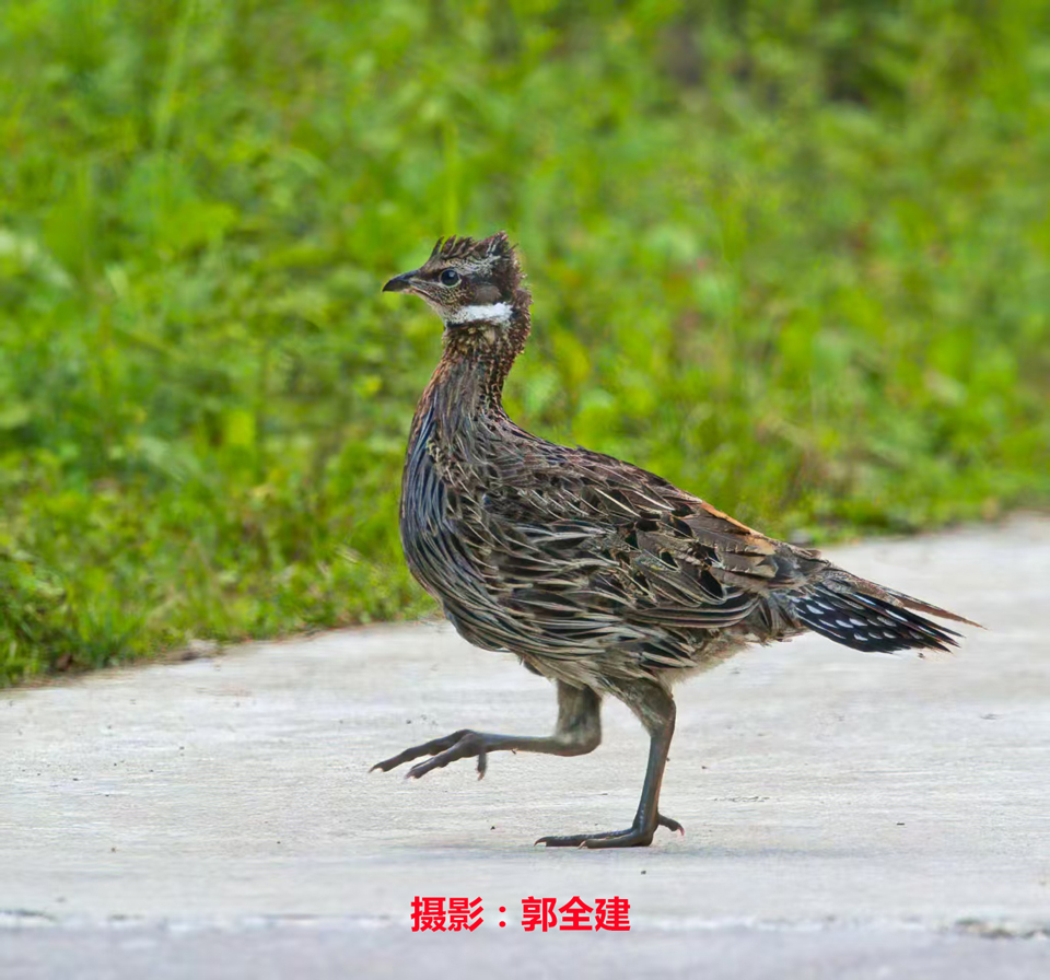 生态保护见成效 珍稀鸟类频现身—— 马头滩林业局生物多样性保护成效凸显