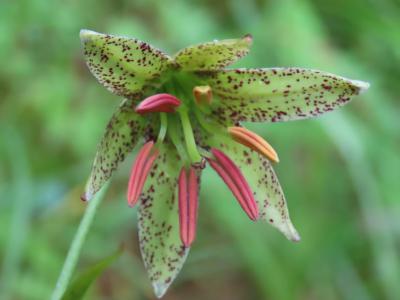 国家重点保护野生植物“绿花百合与火烧兰”现身市马头滩林区